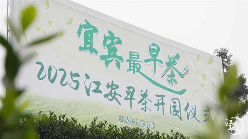 江安早茶开园采摘 产区优势带动乡村振兴发展 brand_alt_mark