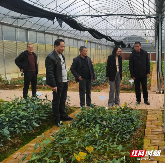 汝城白毛茶选育指导及九龙江森林公园种植前景 brand_alt_mark