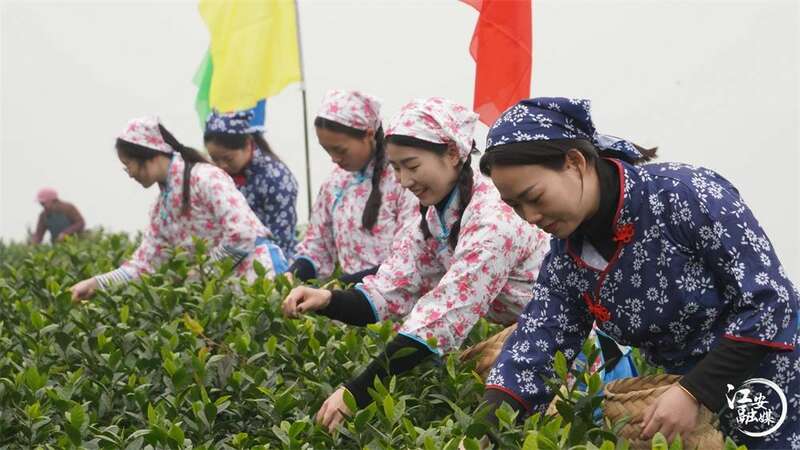 江安早茶开园采摘 产区优势带动乡村振兴发展 brand_alt_mark