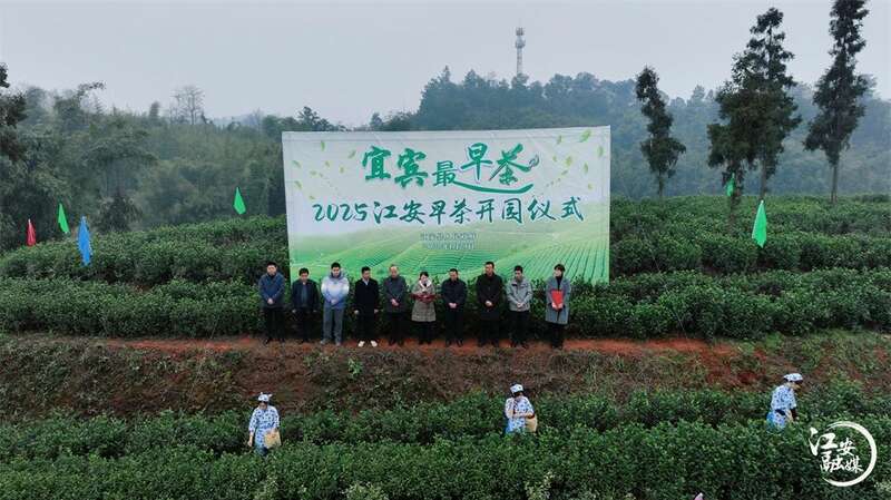 江安早茶开园采摘 产区优势带动乡村振兴发展 brand_alt_mark