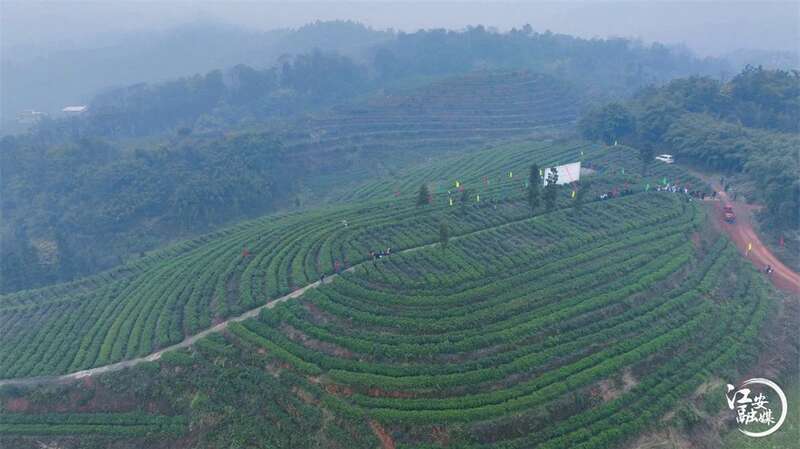 江安早茶开园采摘 产区优势带动乡村振兴发展 brand_alt_mark