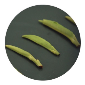 巴山雀舌的叶底.jpg 巴山雀舌的叶底.jpg