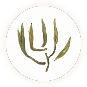 雁荡毛峰的叶底.jpg 雁荡毛峰的叶底.jpg