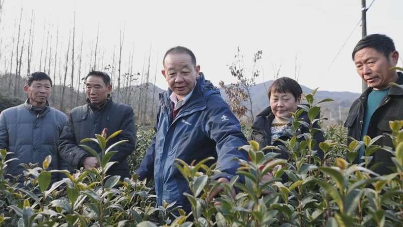 六安瓜片传承人建议科学规划茶园布局保护原始品系 brand_alt_mark