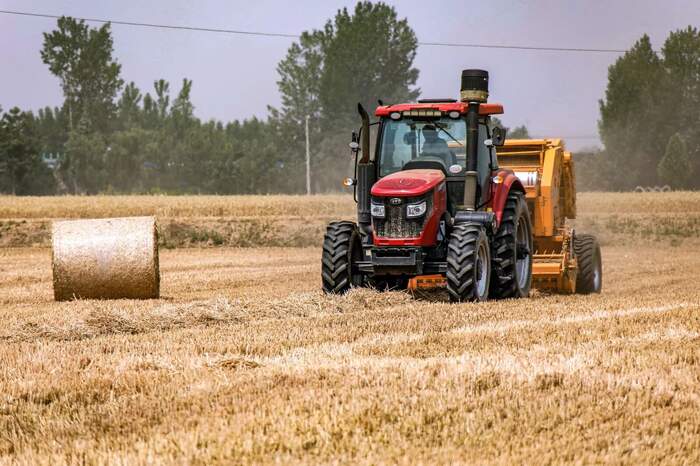 水稻秸秆覆盖茶园行间技术助力农业绿色发展 茶园行间覆盖水稻秸秆,让秸秆“变废为宝”