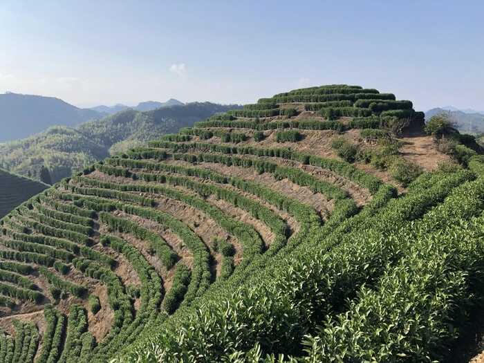 水稻秸秆覆盖茶园行间技术助力农业绿色发展 茶园行间覆盖水稻秸秆,让秸秆“变废为宝”