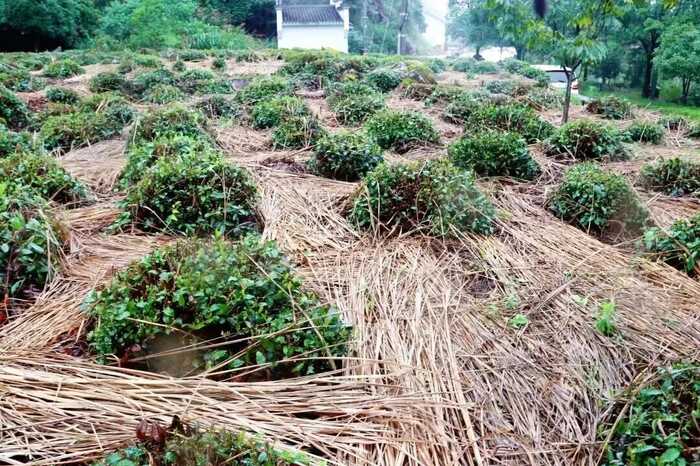 水稻秸秆覆盖茶园行间技术助力农业绿色发展 茶园行间覆盖水稻秸秆,让秸秆“变废为宝”