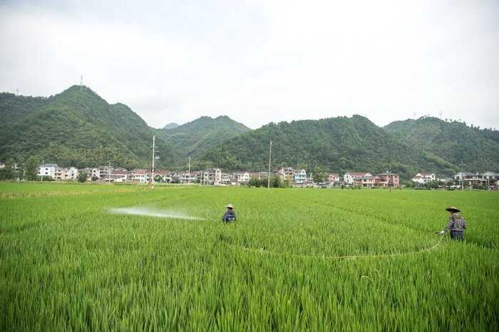水稻秸秆覆盖茶园行间技术助力农业绿色发展 茶园行间覆盖水稻秸秆,让秸秆“变废为宝”