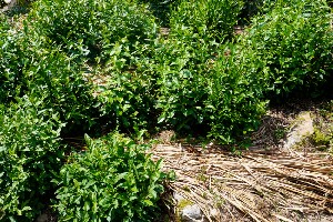 水稻秸秆覆盖茶园行间技术助力农业绿色发展