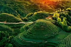 蒙顶山明前茶为何不碰晨露？老茶匠揭秘制茶智慧