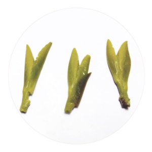 仪征绿杨春的叶底.jpg 仪征绿杨春的叶底.jpg