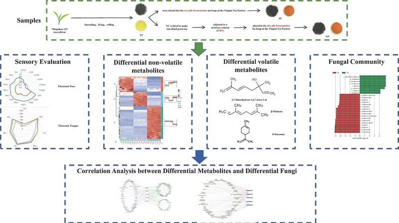 雅安藏茶渥堆工艺对比:干坯与湿坯方法品质差异解析 brand_alt_mark