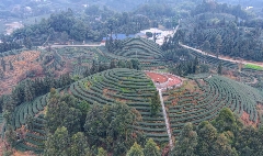 峨眉问春抢占春茶市场先机,犍为县茶农喜获增收致富金叶子 brand_alt_mark