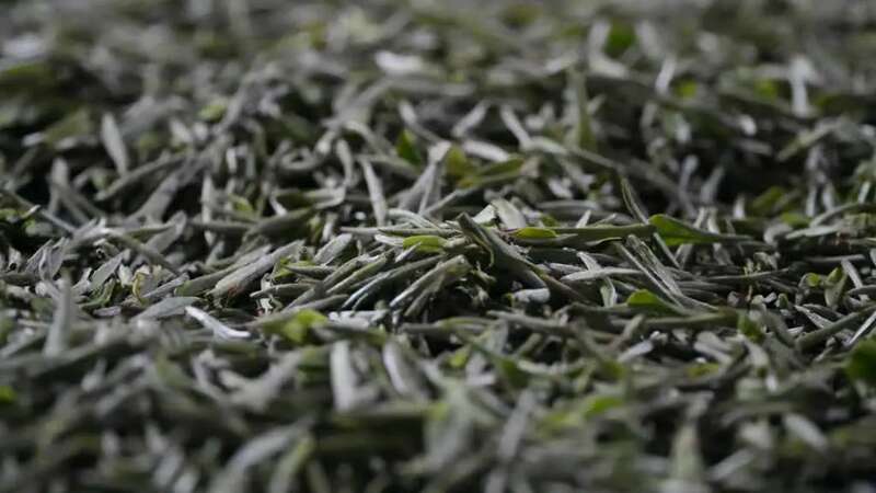 峨眉问春抢占春茶市场先机,犍为县茶农喜获增收致富金叶子 brand_alt_mark