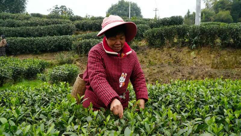 峨眉问春抢占春茶市场先机,犍为县茶农喜获增收致富金叶子 brand_alt_mark