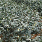 台湾金萱乌龙茶的产地特色与品茗技巧全解