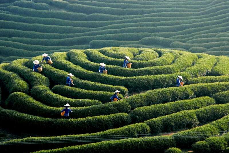 早春茶产区新年首秀:海南贵州广西创新营销策略解析 brand_alt_mark