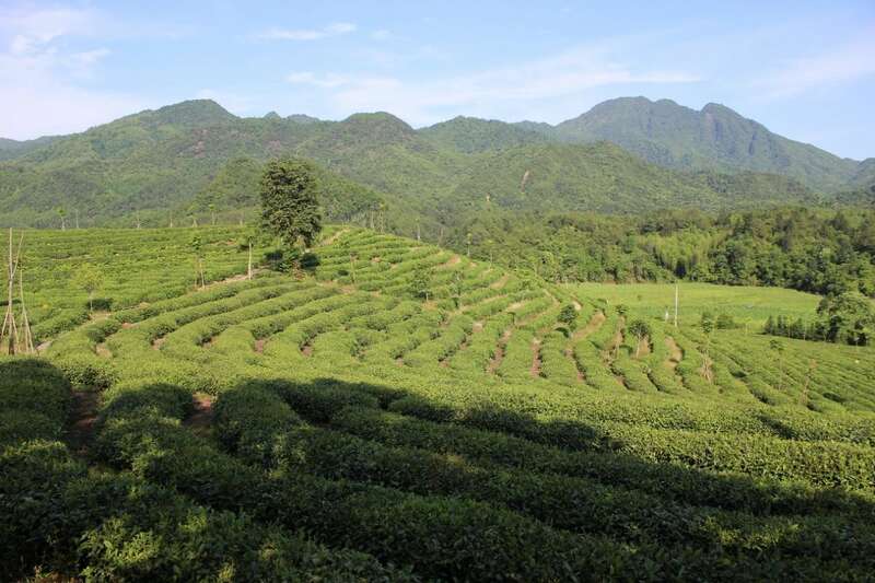 早春茶产区新年首秀:海南贵州广西创新营销策略解析 brand_alt_mark