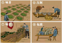 老班章制作工艺2.png 老班章制作工艺2.png