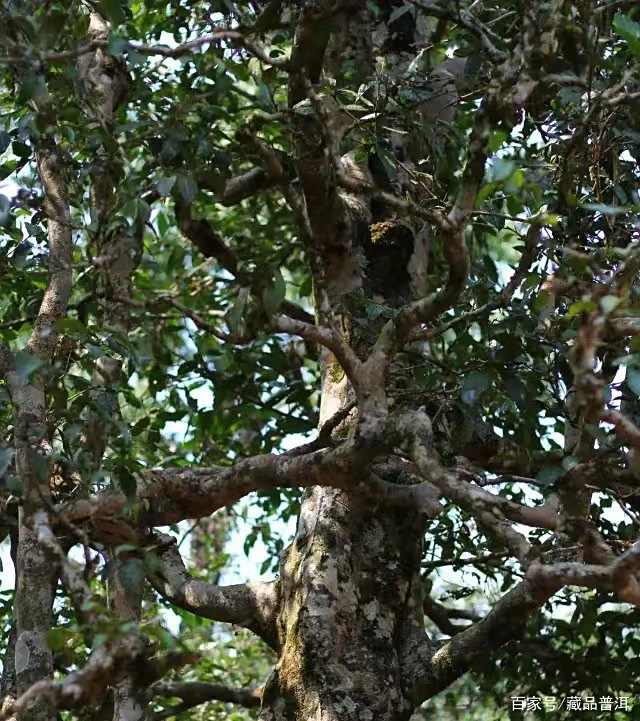 布朗臻味普洱茶深度鉴赏，探索经典布朗山茶韵魅力