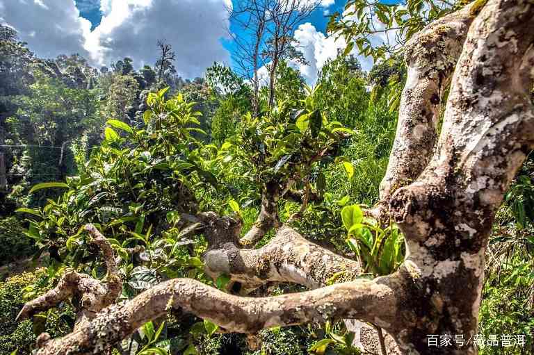 布朗臻味普洱茶深度鉴赏，探索经典布朗山茶韵魅力