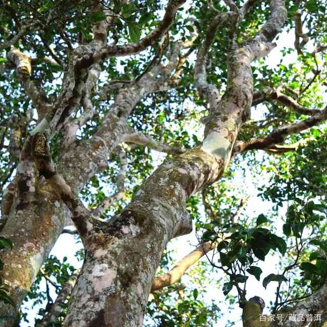 普洱茶选购指南：新手如何选择合适渠道买好茶