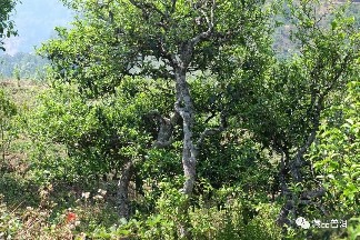 2012年勐库冰岛玉叶深度解析，大冰岛产区中期茶典范之作