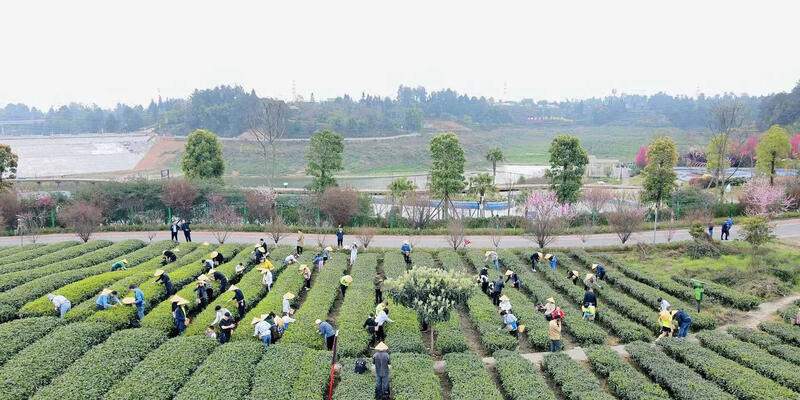 四川川黄茶业集团发展史:从茶叶市场到黄茶产业领军企业 brand_alt_mark