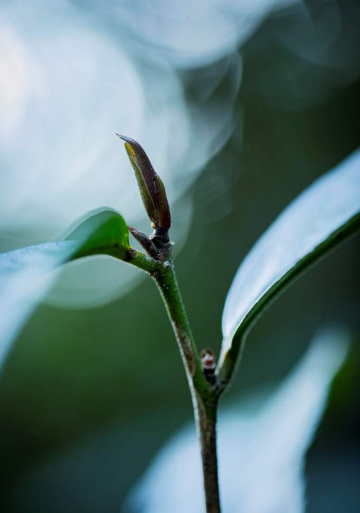 当我们在喝茶，我们究竟在喝什么？