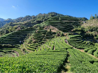 阶梯输送式采茶机实现采摘效率与质量双保证