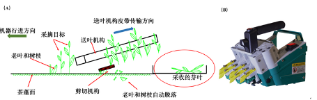 阶梯输送式采茶机实现采摘效率与质量双保证