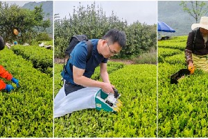 阶梯输送式采茶机提升茶叶采摘效率与质量