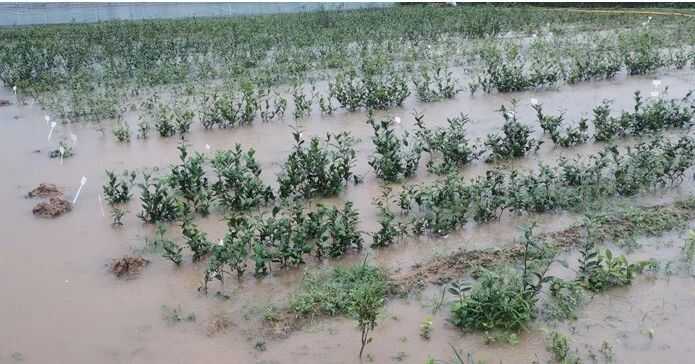 夏秋季茶园生产管理及防灾减灾技术指导意见 农业农村部发布2025年夏秋季茶园生产管理及防灾减灾技术指导意见