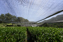 夏秋季茶园生产管理及防灾减灾技术指导意见 农业农村部发布2025年夏秋季茶园生产管理及防灾减灾技术指导意见