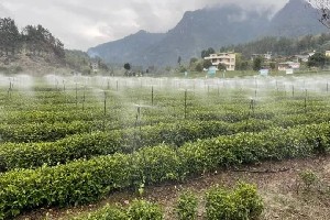 夏秋季茶园生产管理及防灾减灾技术指导意见 夏秋季茶园生产管理及防灾减灾技术指导意见