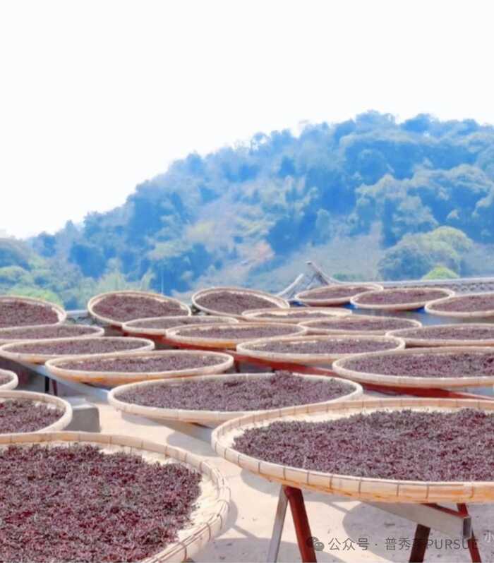 古树晒红茶越陈越香的秘密,打破传统红茶保质期桎梏 晒红茶的保质期