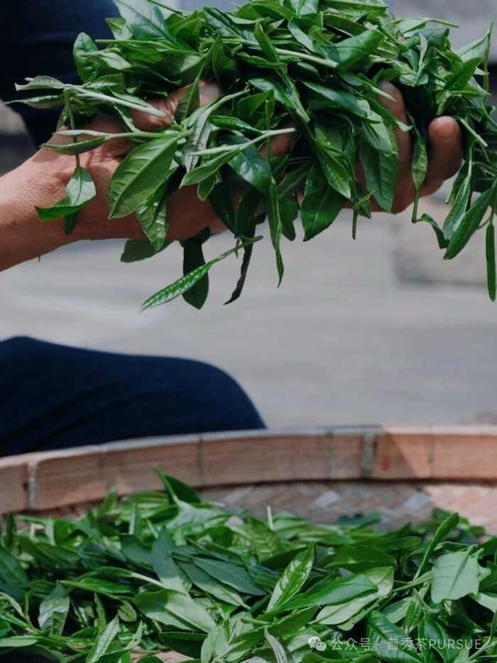 古树晒红茶越陈越香的秘密,打破传统红茶保质期桎梏 晒红茶的保质期