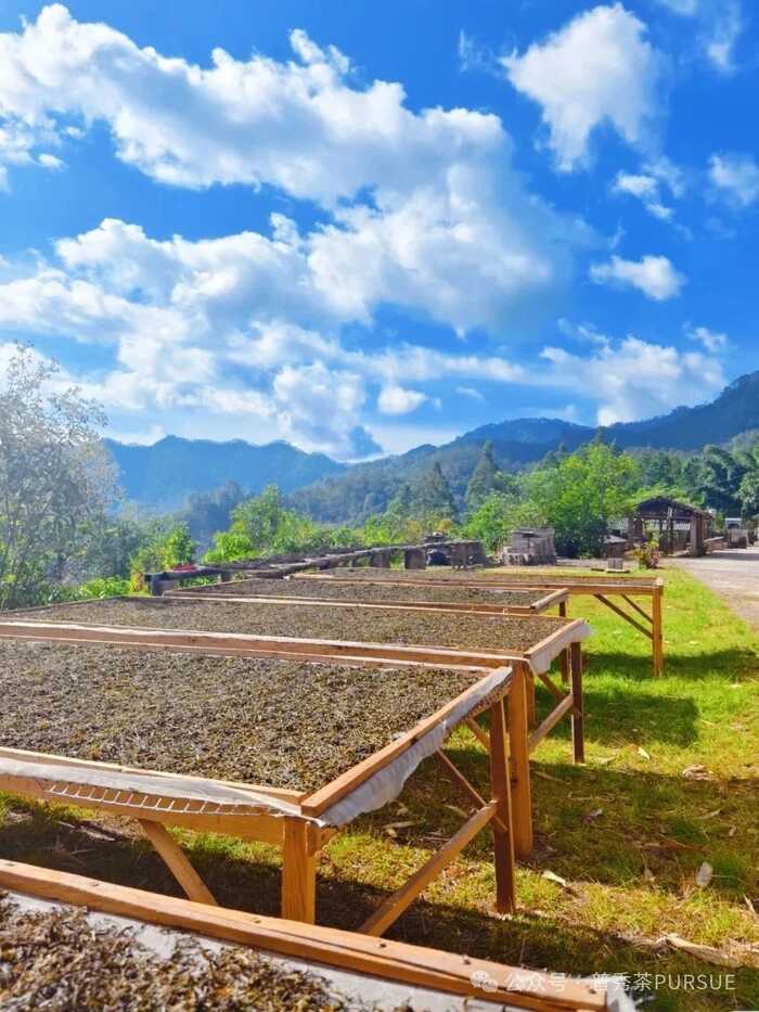 古树晒红茶越陈越香的秘密,打破传统红茶保质期桎梏 晒红茶的保质期