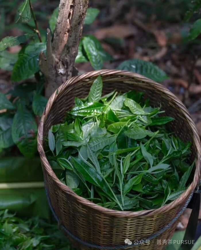 古树晒红茶越陈越香的秘密,打破传统红茶保质期桎梏 晒红茶的保质期