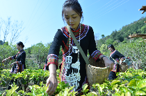 2025年农业主推技术发布,生态高效茶园建设助力产业升级 低产低效茶园改造技术研究