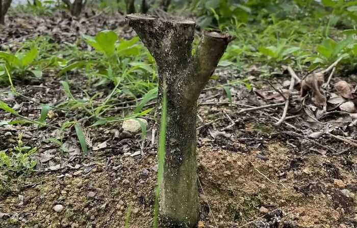 2025年农业主推技术发布,生态高效茶园建设助力产业升级 低产低效茶园改造技术研究