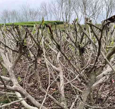 2025年农业主推技术发布,生态高效茶园建设助力产业升级 低产低效茶园改造技术研究