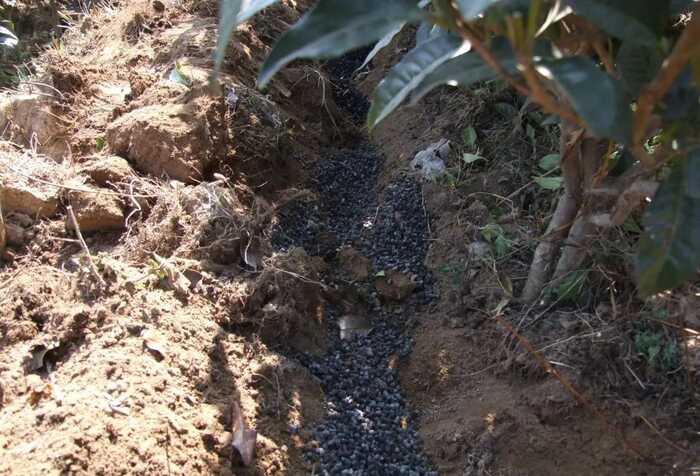 2025年农业主推技术发布,生态高效茶园建设助力产业升级 低产低效茶园改造技术研究