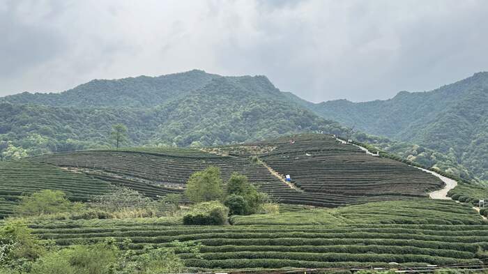 2025年农业主推技术发布,生态高效茶园建设助力产业升级 低产低效茶园改造技术研究