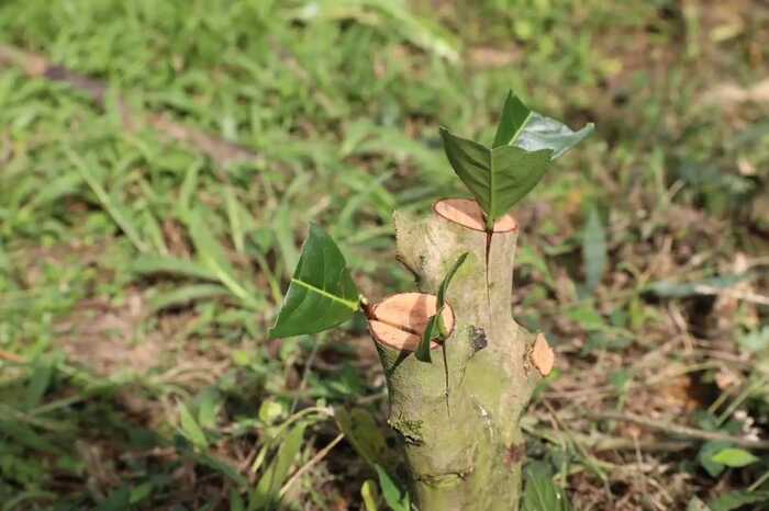 2025年农业主推技术发布,生态高效茶园建设助力产业升级 低产低效茶园改造技术研究