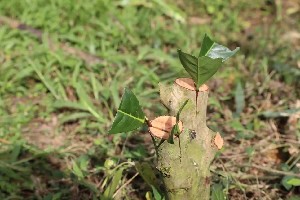 2025年农业主推技术发布,生态高效茶园建设助力产业升级 2025年农业主推技术发布,生态高效茶园建设助力产业升级