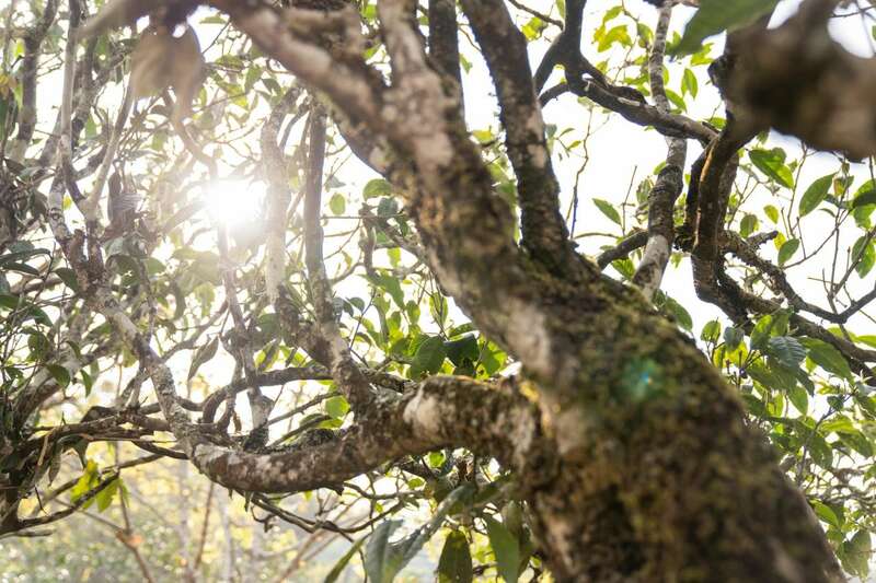 下关沱茶岩子头黄金叶方茶:生态名山优质原料制成醇厚普洱茶 brand_alt_mark