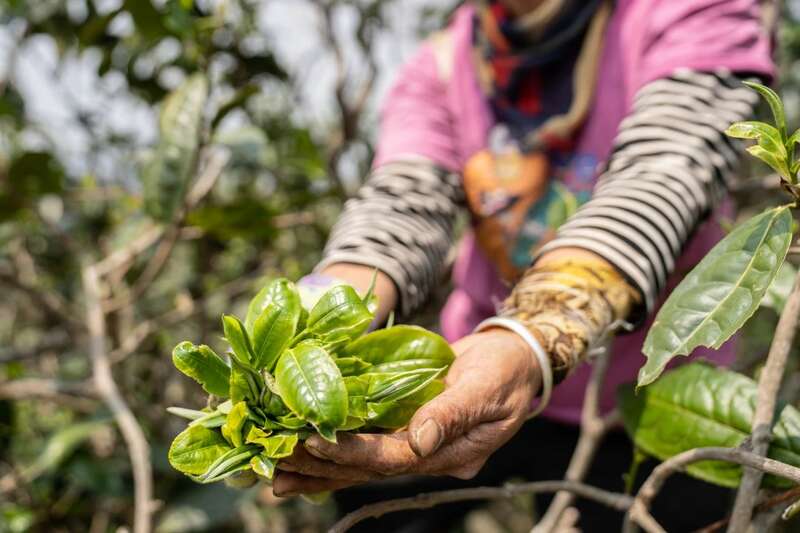 下关沱茶岩子头黄金叶方茶:生态名山优质原料制成醇厚普洱茶 brand_alt_mark