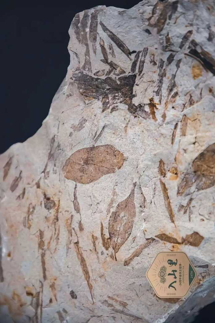 野甜茶的千年传承之路,从宽叶木兰到独特品质的演化密码 野生茶到底是个怎样的存在?