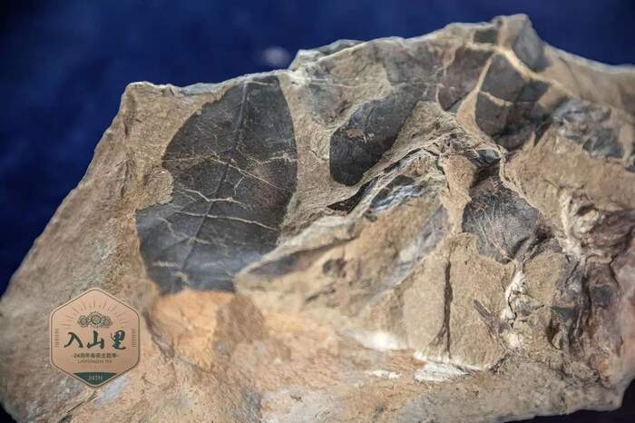 野甜茶的千年传承之路,从宽叶木兰到独特品质的演化密码 野生茶到底是个怎样的存在?